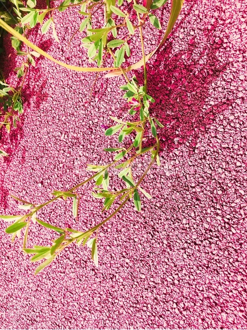 감성사진,봄,배경,화보,풀,식물,자연,야외,pink,green