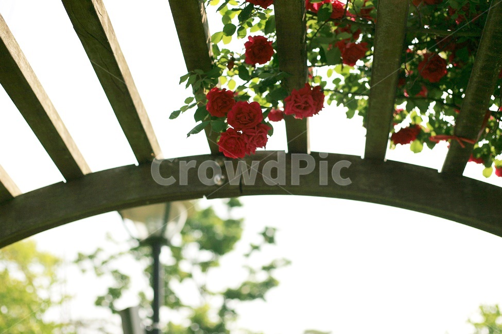 자연,꽃,장미,빨강,초록,초여름,하늘,식물,자연,plants,nature,꽃,flower