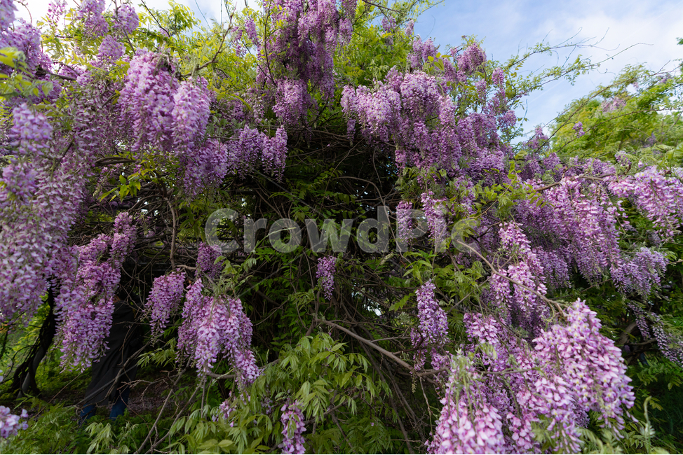 등나무꽃,등꽃,자연,wisteria,flower,하늘,구름,sky,식물,자연,plants,nature,꽃,flower