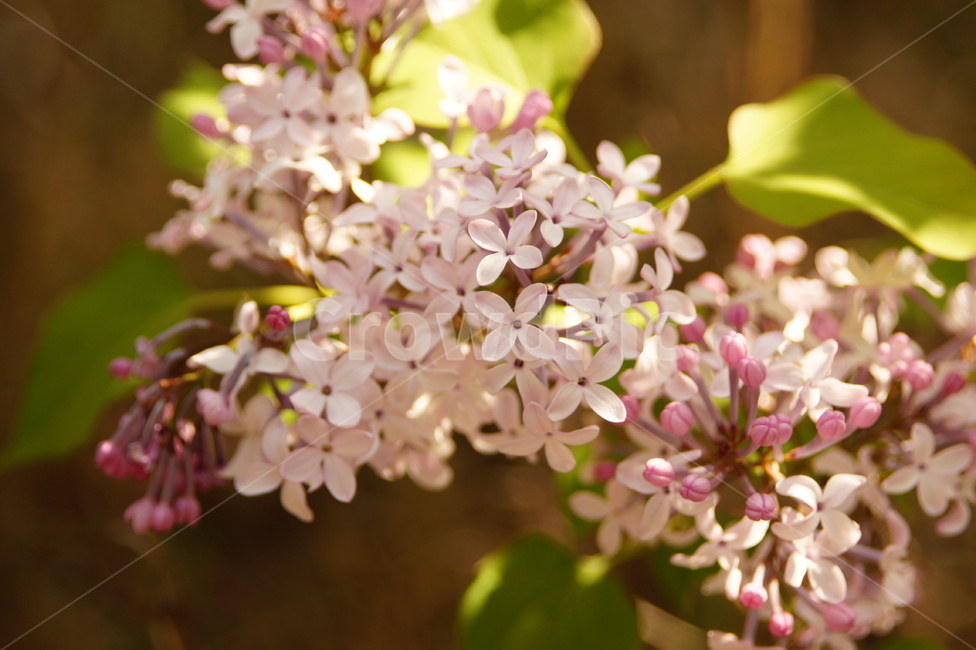 plant,식물,flower,꽃,blossom,식물,자연,plants,nature,꽃,flower