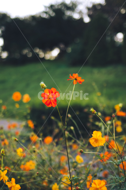 황화코스모스,코스모스,가을꽃,가을,꽃,cosmos,fall,autumn,식물,자연,nature,flower,안양천,orangecosmos,강변,가을,계절,fall,autumn,season,식물,자연,plants,nature,꽃,flower,petal,꽃잎,plant,blossom,geranium,제라늄