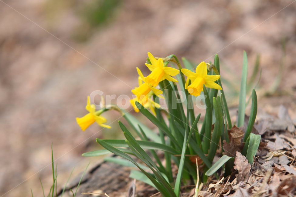 수선화,나팔수선화,노란꽃,꽃,플라워,수선화꽃,flower,daffodil