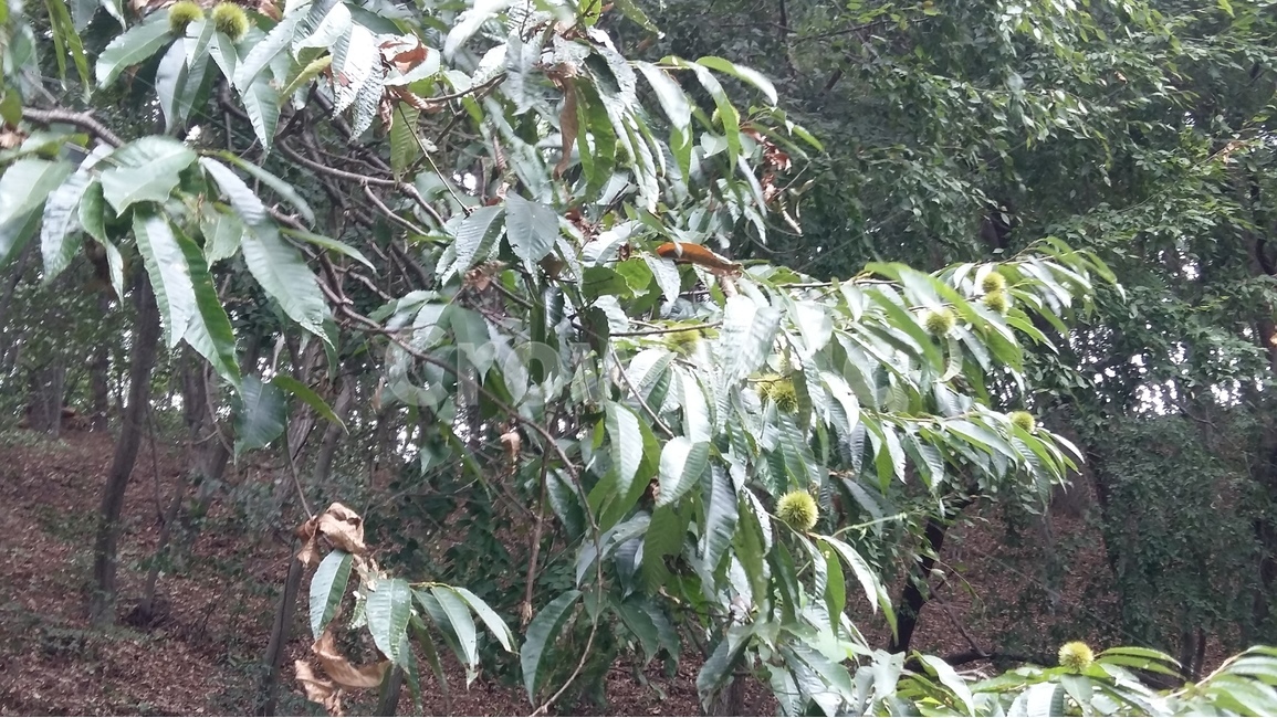 나무,자연,숲,풍경,밤,식물,자연,plants,nature,나무,trees,wood