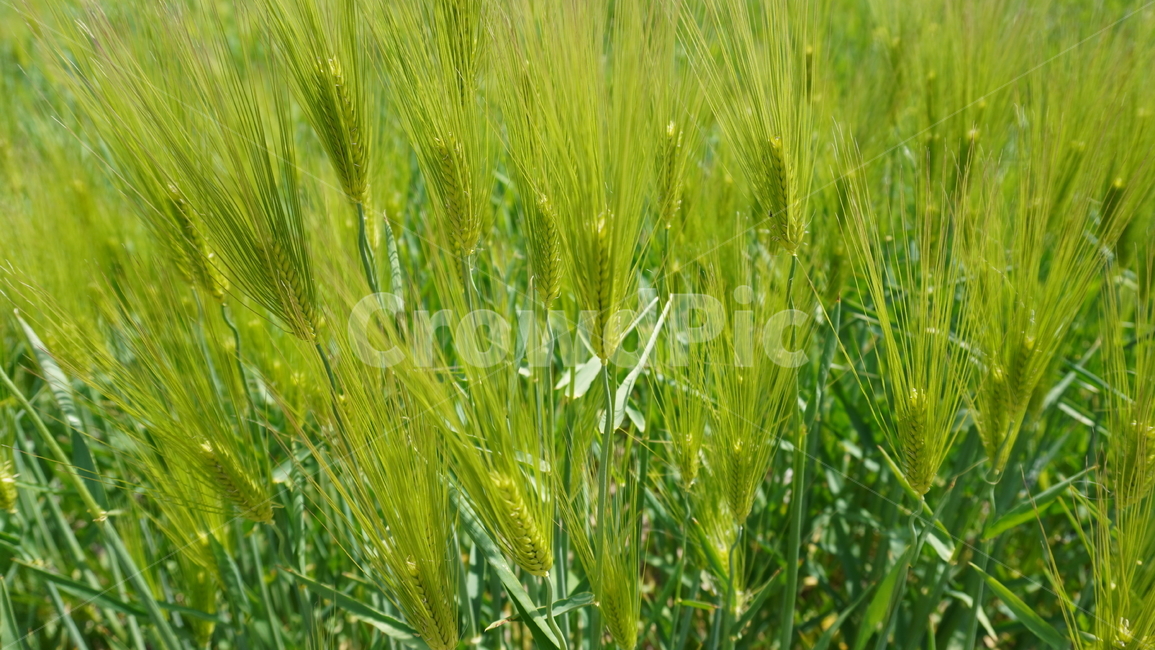 청보리,봄,날씨,푸름,초록,접사,자연,봄,계절,spring,season,식물,자연,plants,nature,plant,grass,잔디