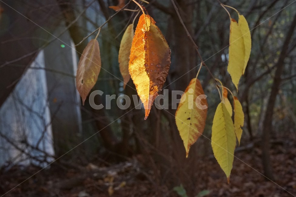 가을,단풍,잎,나무,자연,역광,갈색,autumn,fall,nature,backlight,leaves,brown,red,sky,가을,계절,fall,autumn,season,veins,정맥