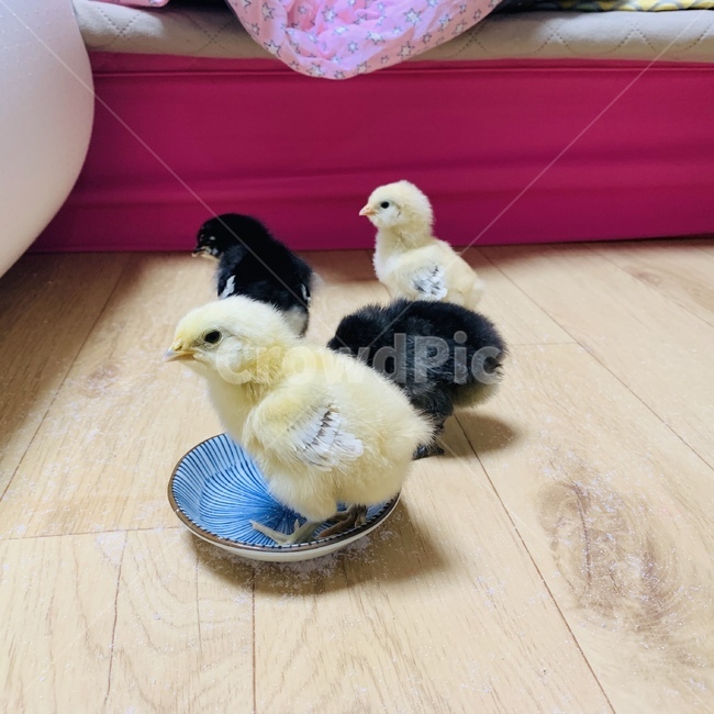 병아리,오골계,청닭,동물,삐약삐약,동물,animal,조류,새,birds