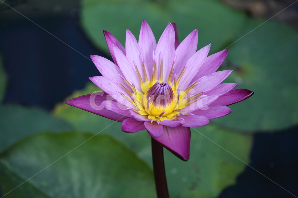 수련,연,꽃,수생식물,waterlily,식물,자연,plants,nature,꽃,flower