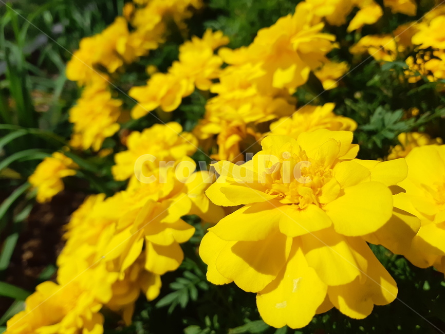 plant,식물,꽃,노란색,접사,식물,자연,plants,nature,꽃,flower
