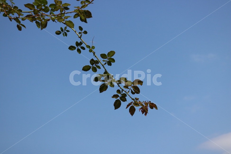 하늘,구름,파랑,흰색,나무,식물,자연,초록,sky,sora,cloud,kumo,blue,ao,white,shiro,tree,ki,plants,shokubutsu,nature,green,midori,식물,자연,plants,nature