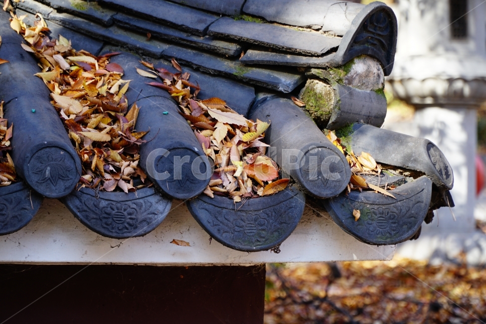 가을,계절,season,fall,autumn,자연,nature,감성,느낌,feel,컨셉,콘셉,concept,한국,korea,한옥,지붕,처마,기와,낙엽,은행잎,단풍잎,전통문화,한국문화,한국전통,건물,이파리,연꽃무늬,꽃무늬,꽃문양,역사,히스토리,history,11월,한국적인,한국자연,가을,계절,fall,autumn,season,한국전통,한국문화,korean traditional,korean culture,식물,자연,plants,nature