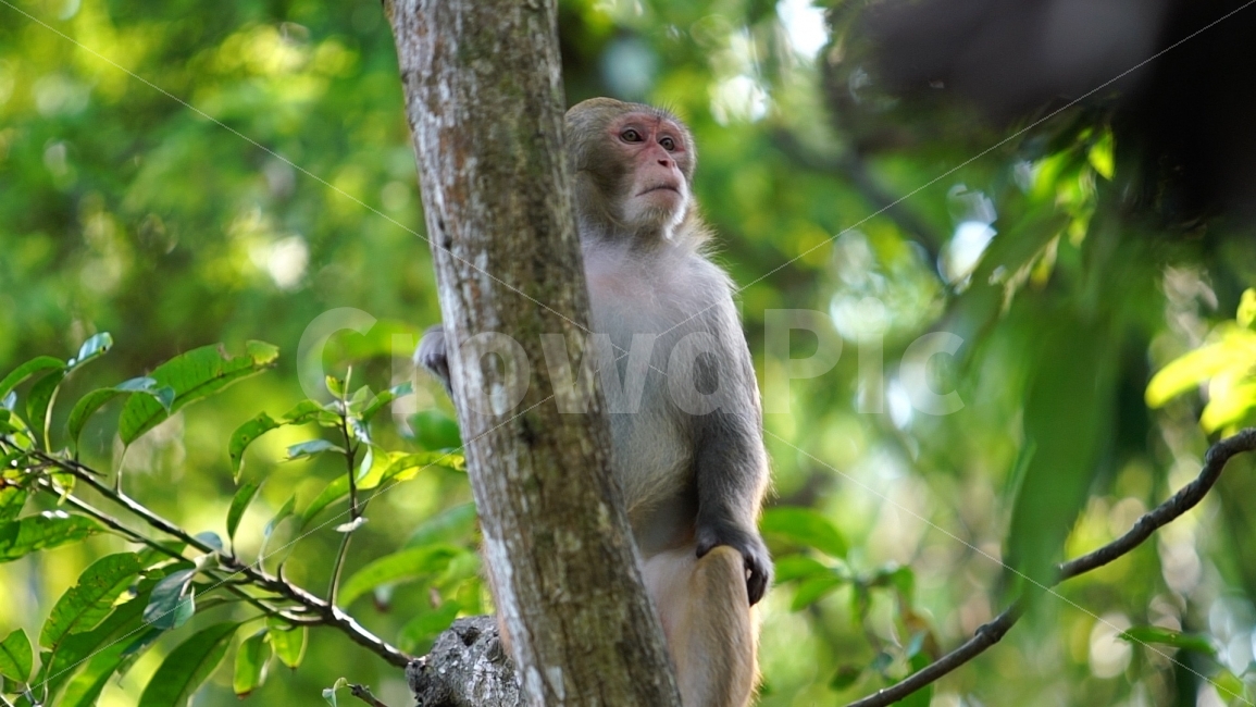 원숭이,자연,동물,나무,숲,표정,바라보기,시선,monkey,animal,영장류,natural,nature,관람,관광지,구경거리,원숭이섬,동물원,더위피하기,그늘,휴식,더위,나뭇잎,밀림,동물,animal,포유류,mammal