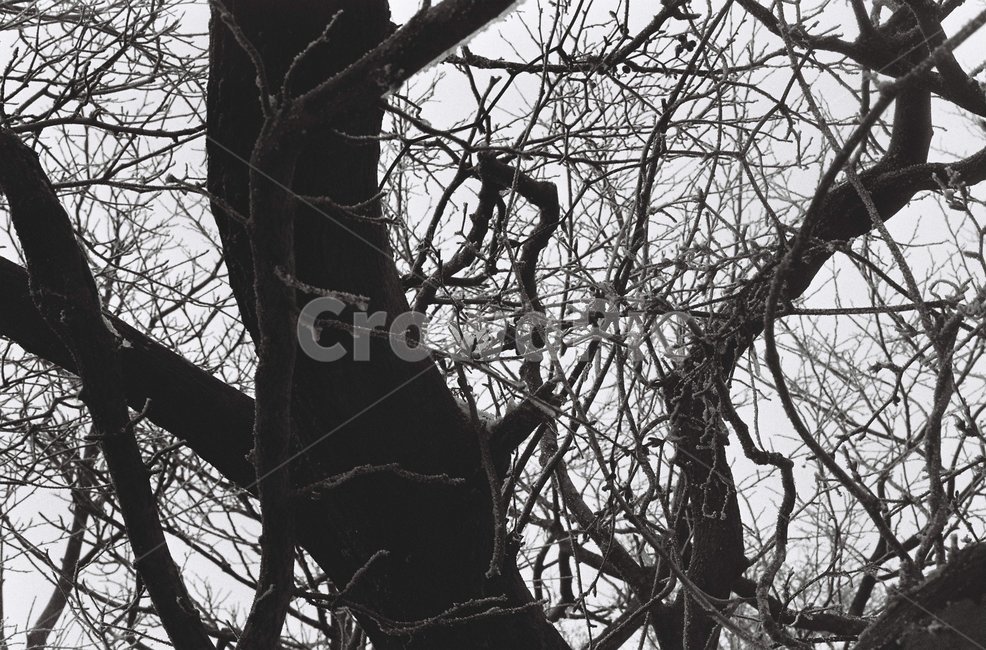 눈,얼음,겨울,나무,나뭇가지,줄기,흑백,필름,필름사진,식물,자연,plants,nature,나무,trees,wood,흑백,모노톤,monochrome,black and white
