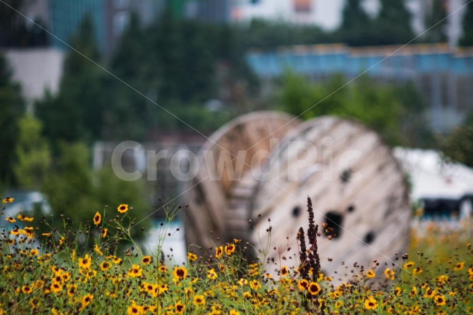풍경,꽃,자연,거리,금계국,식물,자연,plants,nature,꽃,flower