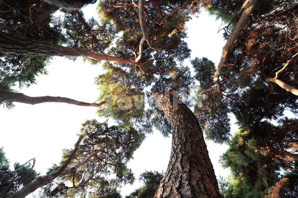 plant,식물,tree,나무,숲,grove,pinetree,소나무,나무줄기,treetrunk,식물,자연,plants,nature,나무,trees,wood