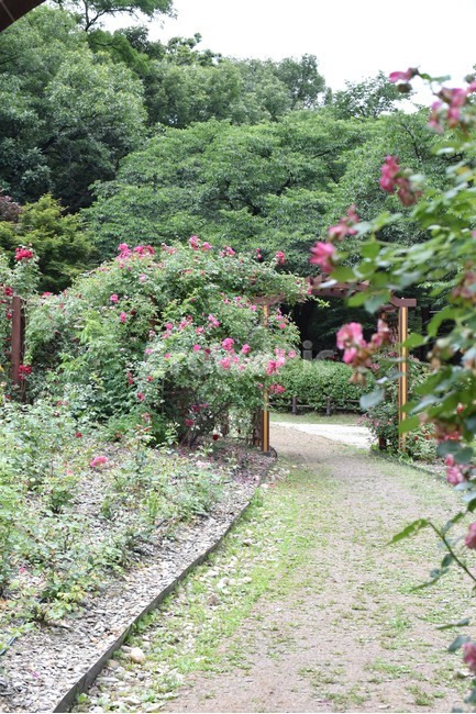 나무,하늘,구름,힐링,경치