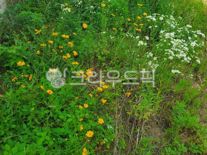 여름꽃,흰꽃,노란꽃,field,자연