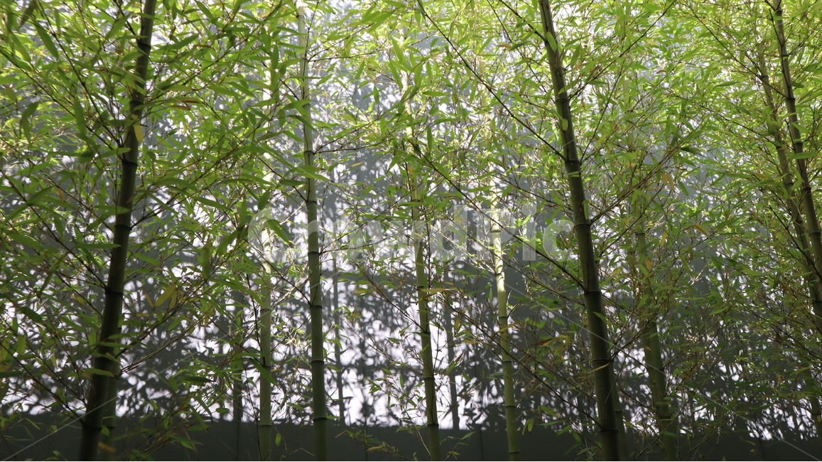 대나무,초록,숲,green,plant,식물,실내,그림자,나무,풀,자연,선