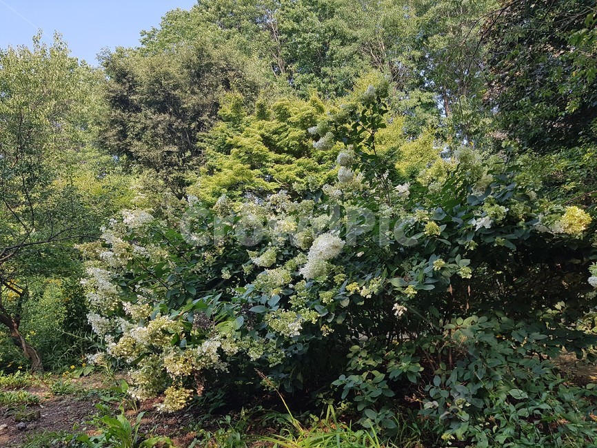 녹색,식물,나무,tree,plant,자연,풍경,nature,landscape,fir,전나무,conifer,구과 식물
