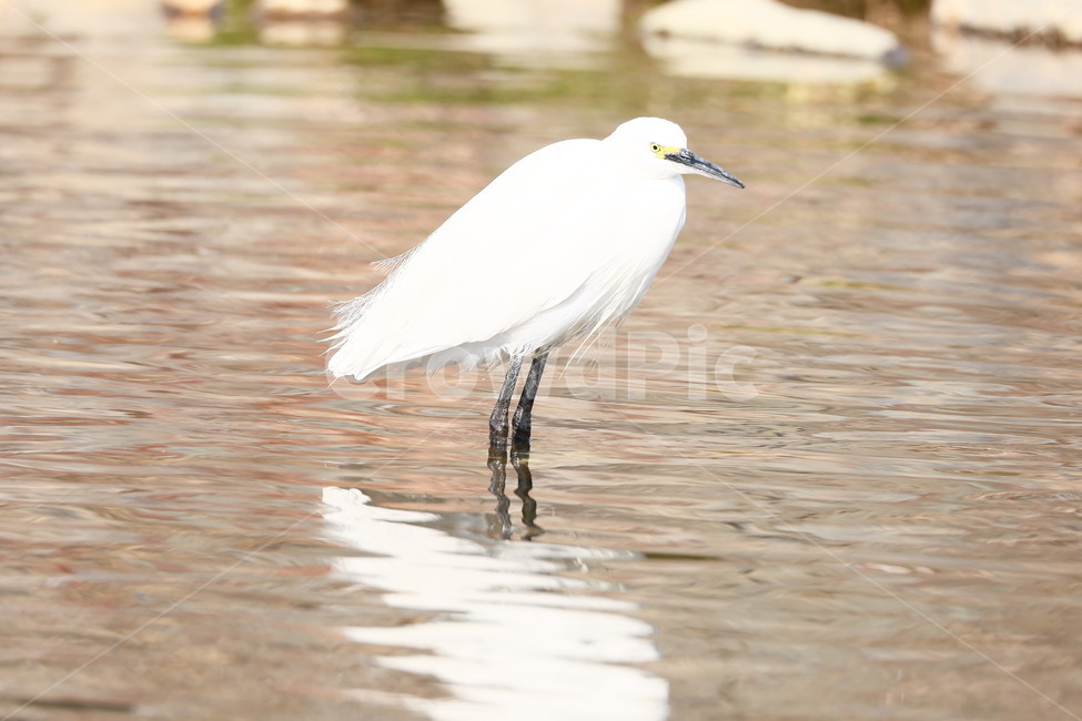 물새,백로,새,heron,annimal,동물,animal,조류,새,birds