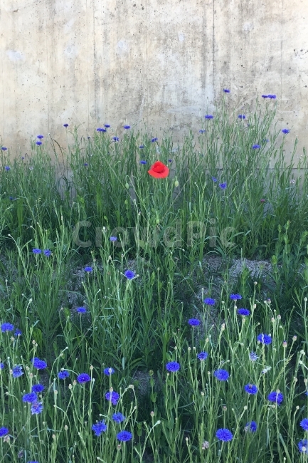 꽃,들판,양귀비,민들레,꽃밭,식물,자연,plants,nature,꽃,flower