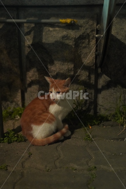 회색고양이,길고양이,고양이,길냥이,아기고양이,치즈고양이,streetcat,straycat,wildcat,aborable,lovely,cute,kitty,kitten,동물,animal,cat,포유류,mammal,동네고양이,동물,animal,포유류,mammal,고양이,cat,kitten,kitty