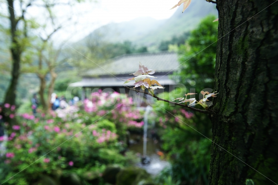 자연풍경,정원,감성,색감,새싹,봄,식물,자연,plants,nature