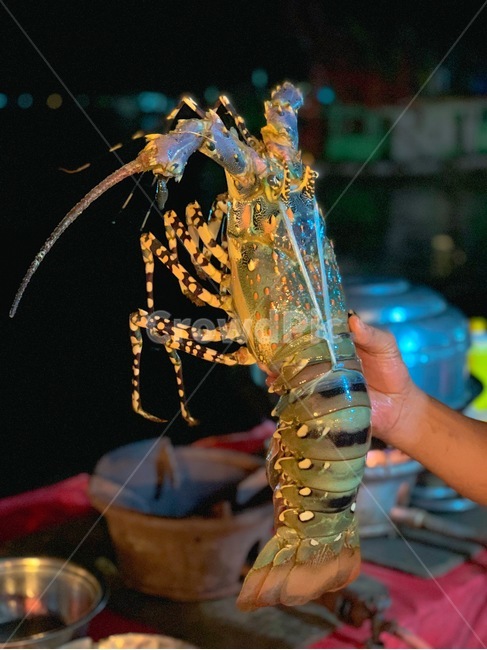랍스터,해양생물,해물,음식,sealife,seafood,lobster,food