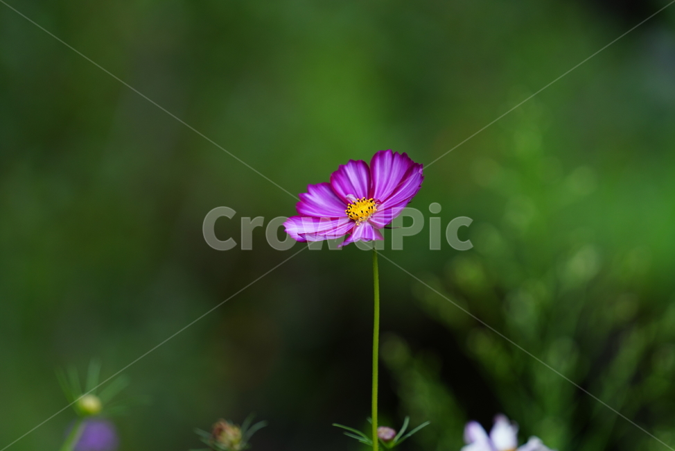 꽃,플라워,코스모스,생물,생명,식물,색감,보라색,plant,flower,가을,계절,fall,autumn,season,식물,자연,plants,nature,꽃,flower,petal,꽃잎,blossom,geranium,제라늄