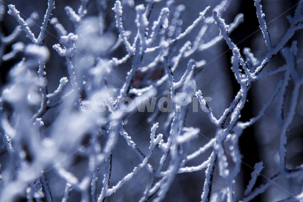 설경,겨울,겨울산,상고대,나뭇가지,눈,겨울,계절,winter,season,식물,자연,plants,nature