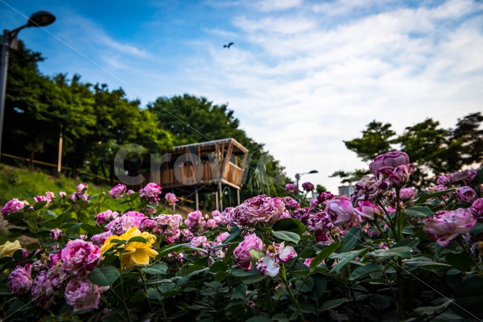 장미축제,중랑구,장미,일몰,풍경사진,식물,자연,plants,nature,꽃,flower