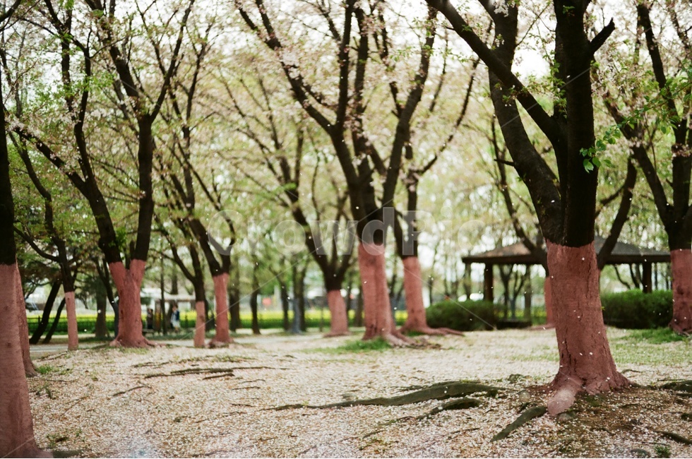 벚꽃고속촬영,필름,벚꽃,흩날림,고속촬영,자연,풍경,nature,landscape,식물,plants,나무,trees,wood,tree,plant