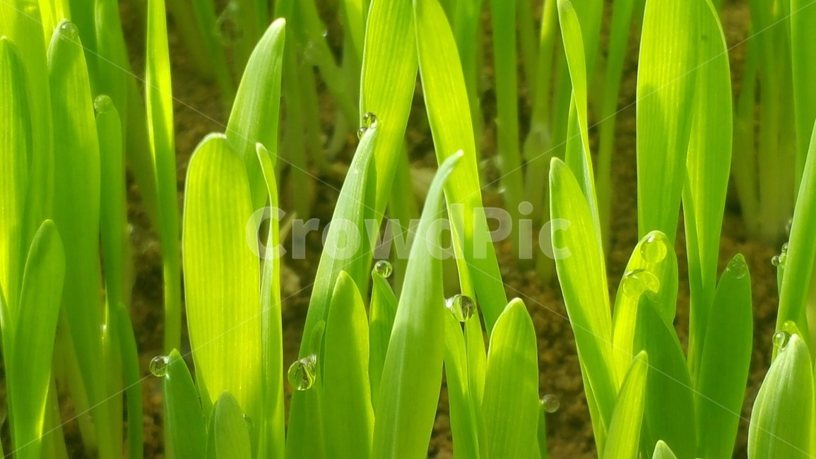 새싹보리,보리새싹키우기,barleysprout,sproutingbarley,이슬,dew