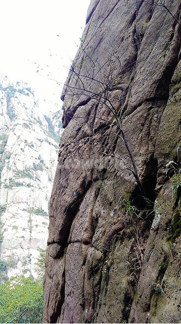 돌,나무,자연,tree,outdoors,식물,자연,plants,nature,나무,trees,wood