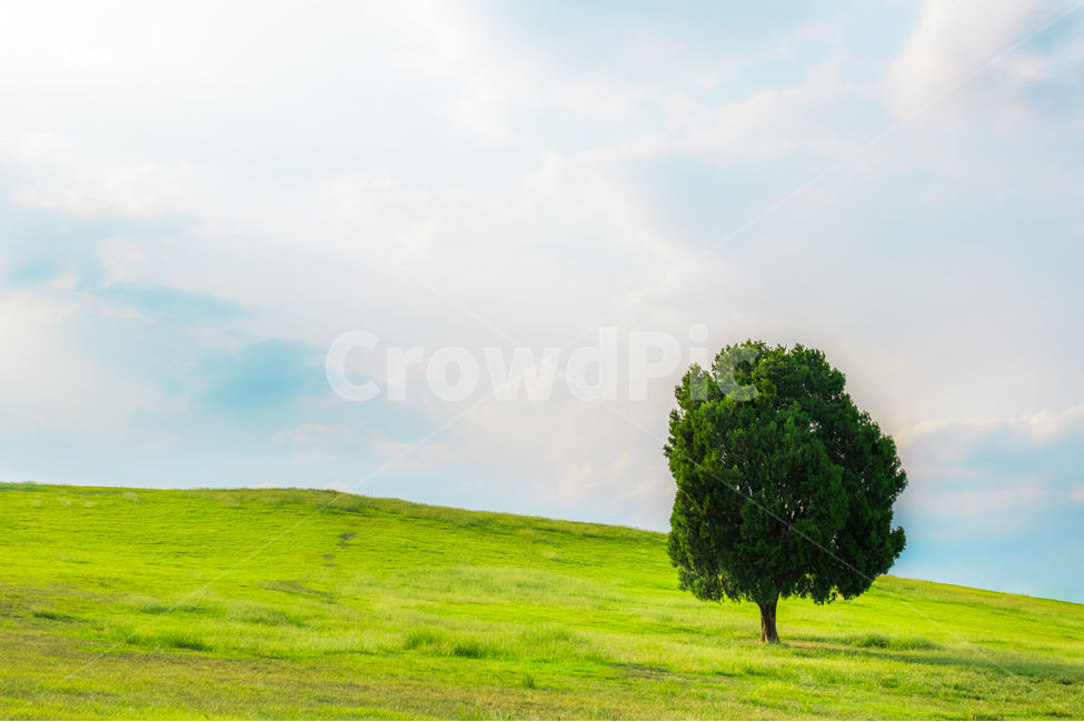 나무,한그루,들판,언덕,초록,풍경,나홀로,tree,one,alone,single,green,grass,잔디,hill,field,landscape,seasonal,계절,여름,summer,자연,풍경,nature,landscape,식물,plants,나무,trees,wood,들,grassland,목초지,outdoors,옥외,plant
