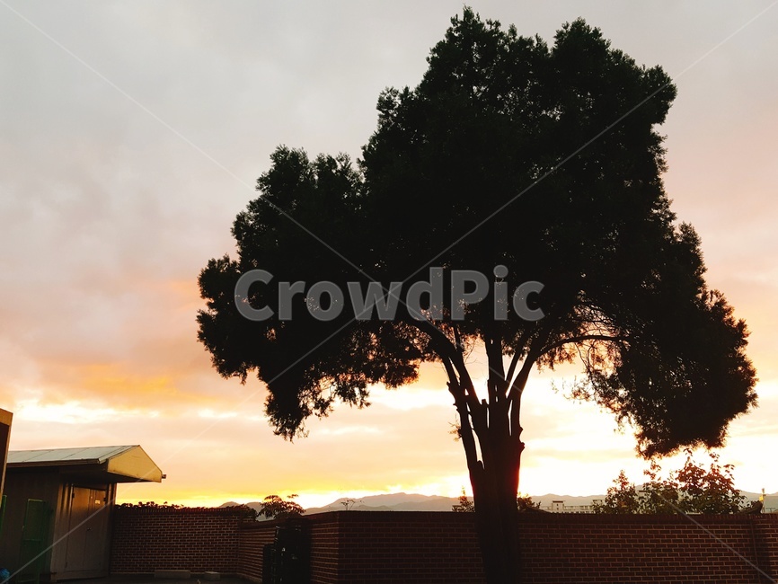 자연,outdoors,옥외,sunset,redsky,붉은하늘,sky,하늘,dusk,황혼,풍경,tree,plant,식물,일몰,자연,풍경,nature,landscape,나무