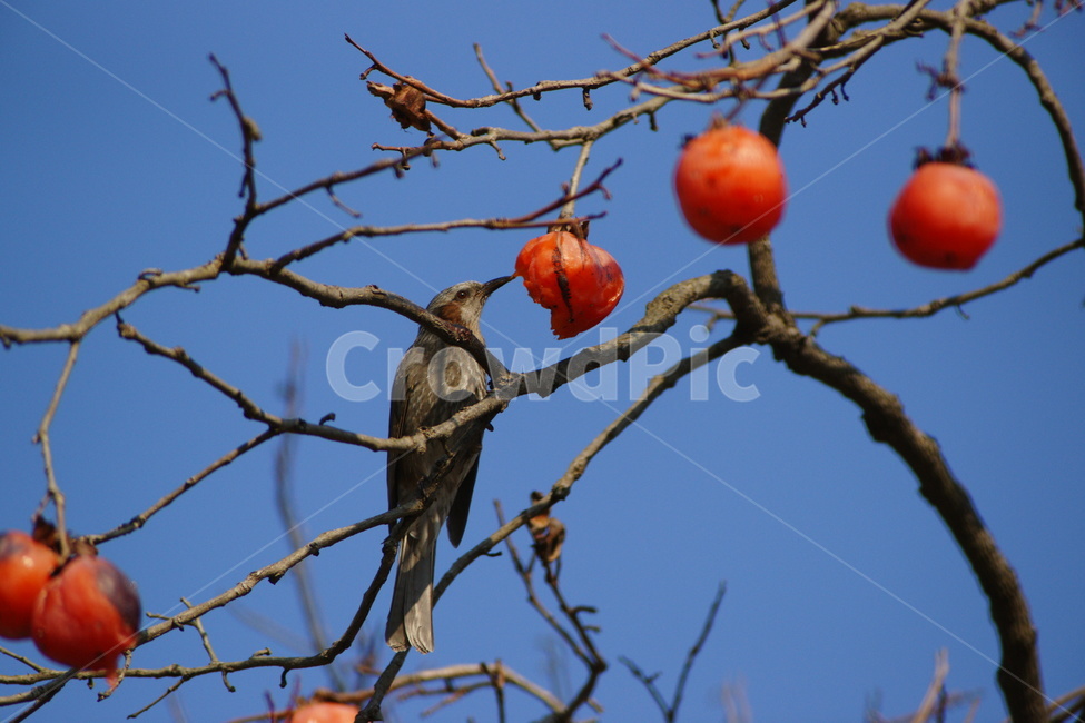 직박구리,조류,홍시,겨울,텃새,동물,animal,조류,새,birds,과일,열매,fruit