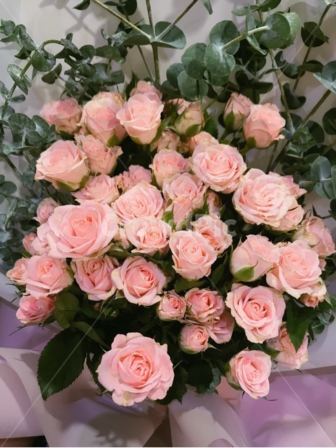 plant,식물,blossom,flower,rose,꽃다발,장미다발,장미꽃다발,분홍장미,장미,선물,다발,장미꽃,분홍장미꽃,분홍장미꽃다발,식물,자연,plants,nature,꽃,flower