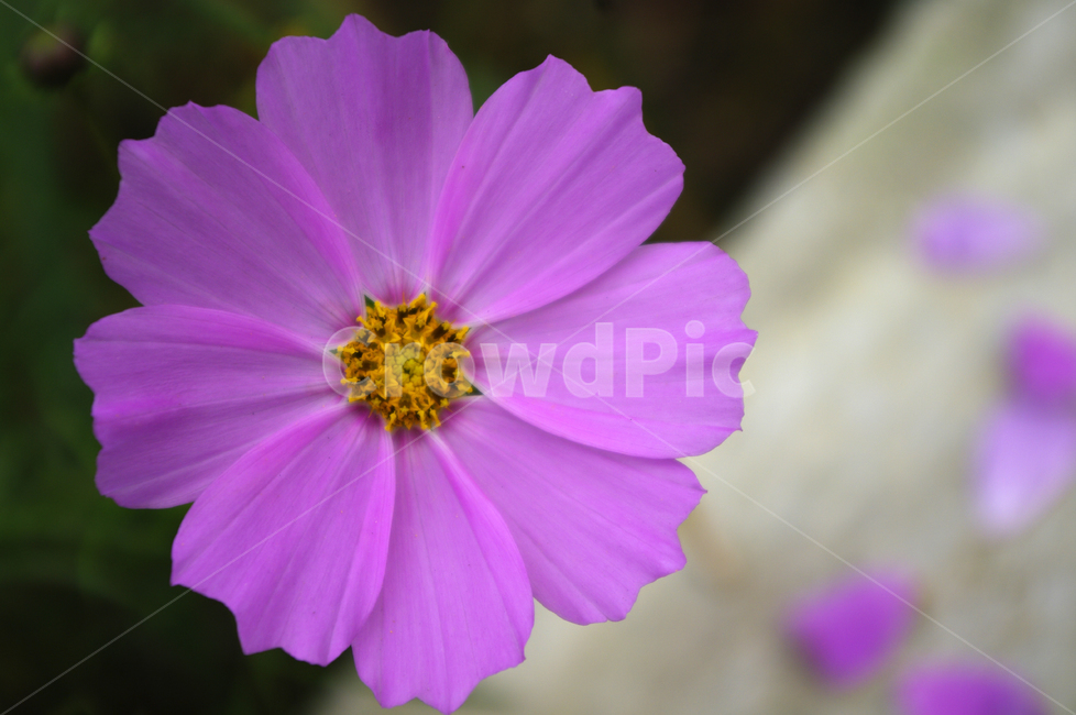 코스모스,꽃,flower,식물,plant,가을,계절,fall,autumn,season,식물,자연,plants,nature,꽃,flower