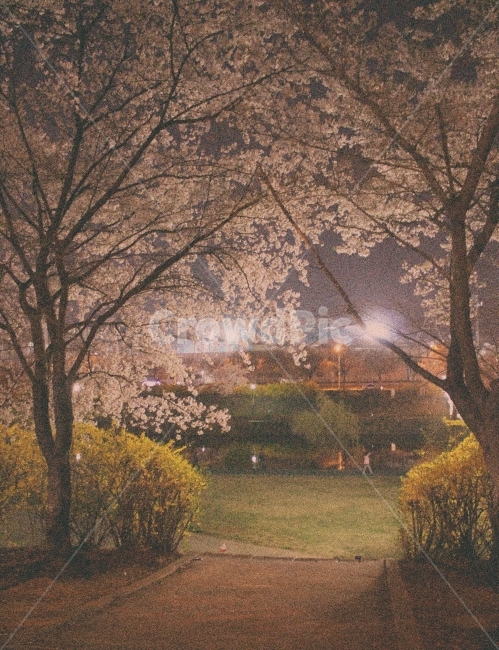 봄,벚꽃,개나리,밤,탄천,성남,야탑,분당,마실,공원,봄,계절,spring,season,자연,풍경,nature,landscape,야경,밤,nightscape,night,식물,plants,나무,trees,wood,감성,sensible,feeling,plant