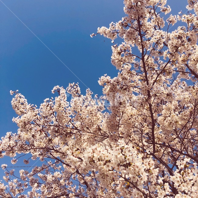 벚꽃,cherryblossom,모전천,벚꽃축제,flowers,봄,계절,spring,season,식물,자연,plants,nature,꽃,flower,plant,blossom,cherry blossom