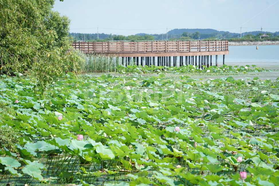 만경저수지,능제저수지,김제만경저수지,저수지,농업저수지,능제,자연,물,water,nature,식물,자연,plants,nature