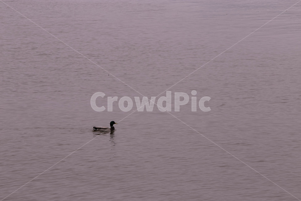 bird,동물,animal,duck,오리,물새,waterfowl,chicken,새,치킨,암탉,가금류,fowl,hen,동물,animal,조류,새,birds