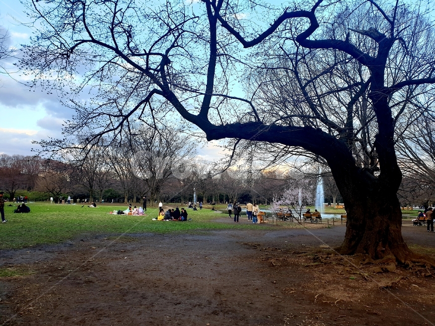 tree,나무,plant,식물,treetrunk,나무줄기,공원,자연,nature,요요기공원,park