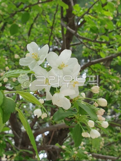 꽃사과,꽃사과꽃,꽃,flower,잎,leaf,꽃잎,petal,사과꽃,꽃사과나무,흰꽃,흰꽃사과나무꽃,흰꽃사과꽃,흰색꽃,화이트꽃,나무잎,나무,푸른잎,꽃몽오리,흰꽃몽오리,꽃사과꽃몽오리,흰꽃사과꽃몽오리,blossom,자연,nature,plant,화분,pollen,야생화,식물,화초,들꽃