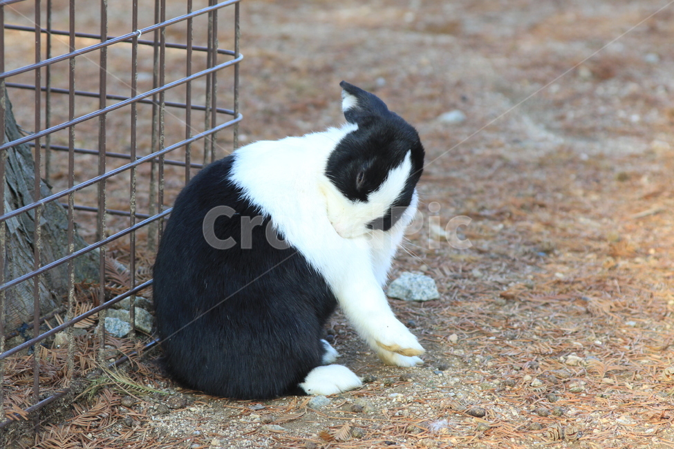 animal,동물,토끼,bunny,cute,동물,animal