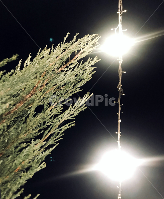 식물,전구,밤,등불,조경,야외,장식,분위기,야경,밤,풍경,nightscape,night,landscape,light,빛,flare,플레어