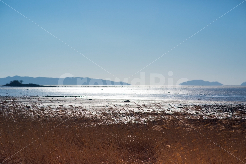 광활함,서해,바다,갈대밭,한겨울,자연,풍경,nature,landscape,겨울,계절,winter,season,감성,sensible,feeling,ground,바닥,outdoors,옥외