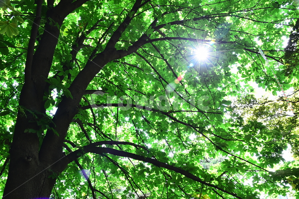 신록,빛,나뭇잎,환경,청정,녹색,그린,초록,6월,햇빛,태양,sunny,green,season,시즌,계절,나무,숲,forest,여름숲,힐링,healing,싱그러운,푸르른숲,투명한,빛갈라짐,배경,바탕,백그라운드,background