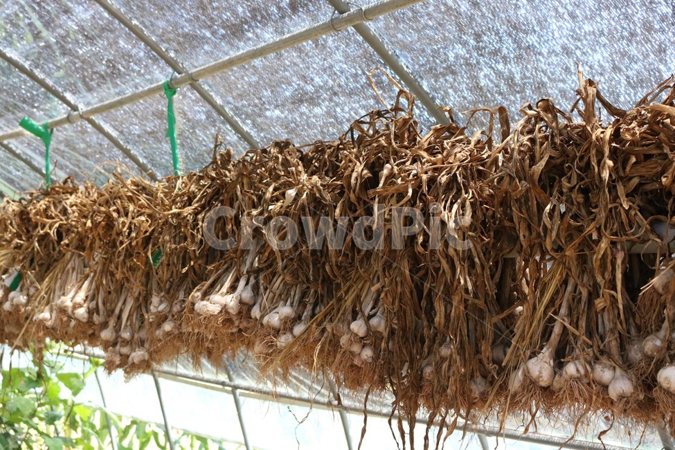 비닐하우스,마늘,야채,채소,식물,초록,garlic,ninniku,vegetable,yasai,plants,shokubutsu,green,midori,뿌리야채,음식,식재료,요리,food,cook,meal,dishes,food reserves,채소,야채,vegetables,산업,industry,industrial,농업,농사,agriculture,farming,farming industry