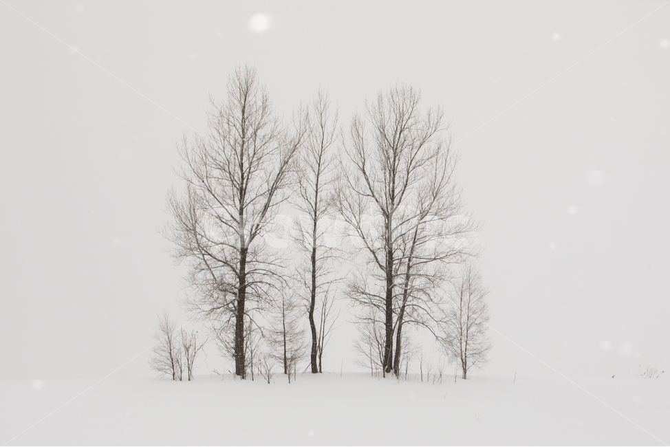 설경,눈,비에이,북해도,겨울풍경,snow,겨울,계절,winter,season,자연,풍경,nature,landscape,식물,plants,나무,trees,wood,storm,폭풍,outdoors,옥외,blizzard,눈보라